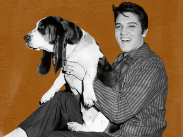 Why social media turned Elvis Presley's 'Hound Dog' into the weirdest meme