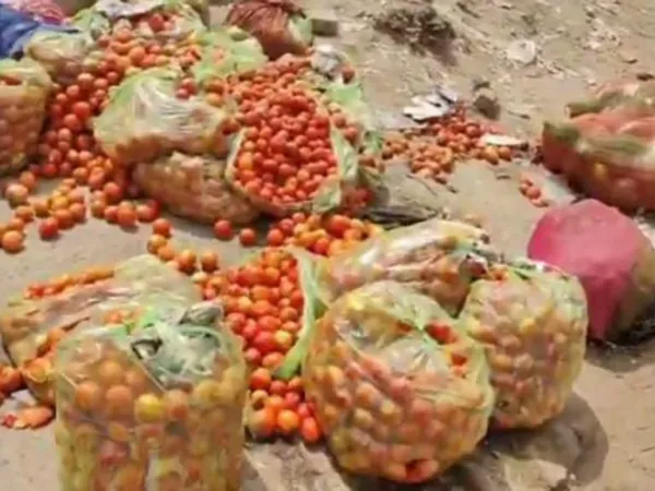 Shocking Price Crash: Tomatoes Rs 1 Per Kg!