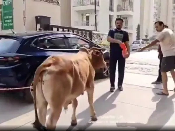 Animal Wars: Society's Wild Protest Against Dogs