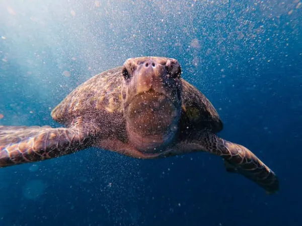7 Animals That Survive Without a Brain
