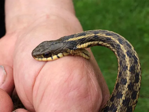 Shocking Snake Bite Scam: Woman Dies 29 Times