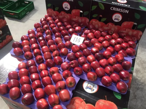 India-Pak Crisis: Boycott Turkey Apples