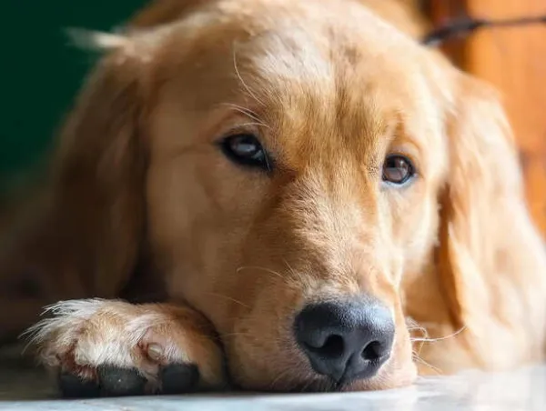 Dog Body Language: What Your Pet Is Saying