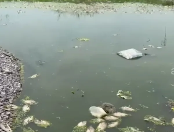 పెర్కిట్ ఊర చెరువులో చేపల మృత్యువాత..