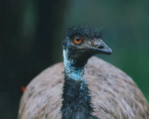 10 Flightless Birds That Defy Nature's Rules