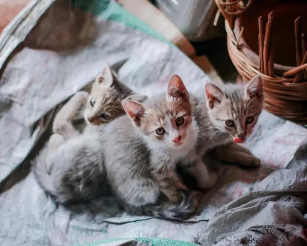 10 Rarest Cats On Earth You'll Hardly Ever See