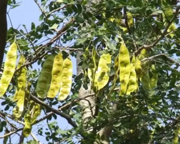 शिरीष का कमाल: "माइग्रेन से लेकर खांसी और जोड़ों के दर्द तक सबका रामबाण इलाज'