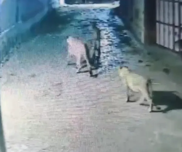 ધારીના વાઘાવડી ગામમાં એકસાથે ૯ સિંહો ત્રાટક્યાઃ સીસીટીવીમાં દ્રશ્યો કેદ