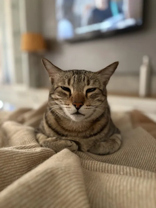 It's the Small Things | Saved by a Cat