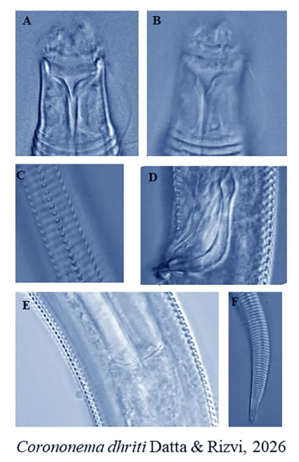 ZSI Researchers Discover Two New Species of Marine Nematodes Along the Tamil Nadu Coast