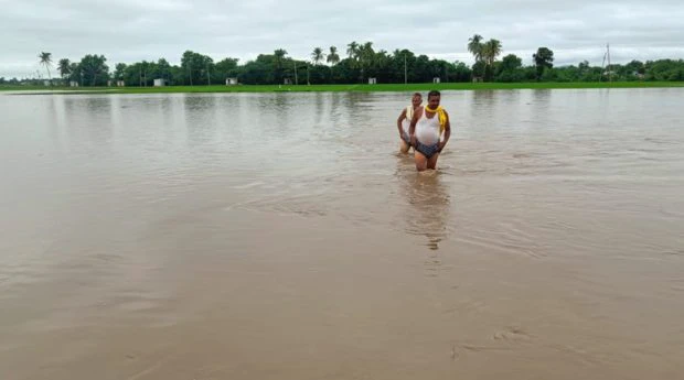 Siruguppa: ಗದ್ದೆಗೆ ನುಗ್ಗಿದ ದೊಡ್ಡ ಹಳ್ಳದ ನೀರು. ನೂರಾರು ಎಕರೆ ಭತ್ತದ ಗದ್ದೆ ಜಲಾವೃತ