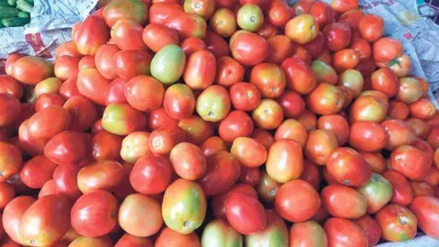 Tomato Price!;ಮತ್ತೆ ಏರುಗತಿಯಲ್ಲಿ ಟೊಮೆಟೋ ಧಾರಣೆ