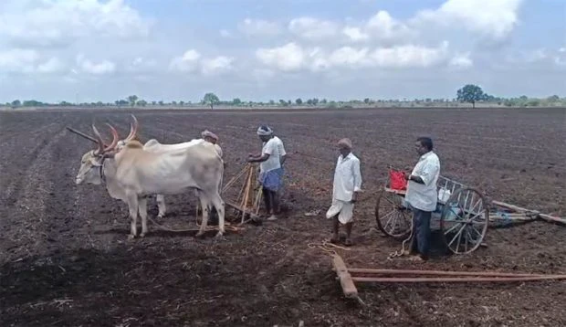 ಬಸವನಾಡಲ್ಲಿ ಭರ್ಜರಿ ಮುಂಗಾರು ಬಿತ್ತನೆ: ನಿರೀಕ್ಷೆ ಮೀರಿದ ಉತ್ತಮ ಮಳೆ