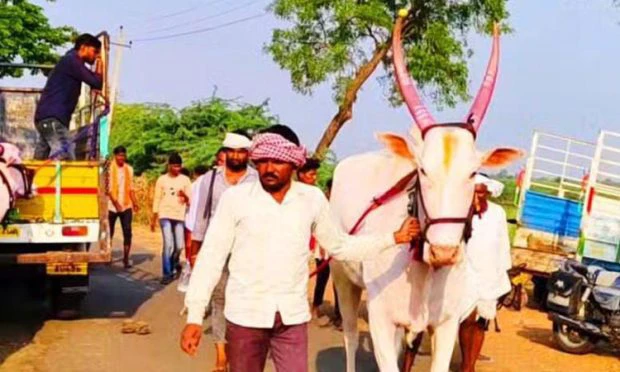 Mahalingpur: ತೆರಬಂಡಿ ಸ್ಪರ್ಧೆಯ ಹೋರಿ ದಾಖಲೆಯ 10.10 ಲಕ್ಷಕ್ಕೆ ಖರೀದಿಸಿದ ರೈತ