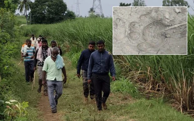 Leopard: ಮುಧೋಳ ತಾಲೂಕಿನ ಕಿಶೋರಿ ಭಾಗದಲ್ಲಿ ಚಿರತೆ ಸಂಚಲನ. ಅಧಿಕಾರಿಗಳಿಂದ ಕಾರ್ಯಾಚರಣೆ