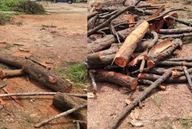 Someshwara: ಕಡಿಯಲು ಹೇಳಿದ್ದ ಮರಗಳೇ ಬೇರೆ, ಅರಣ್ಯ ಇಲಾಖೆ ಕಡಿದದ್ದೇ ಬೇರೆ !