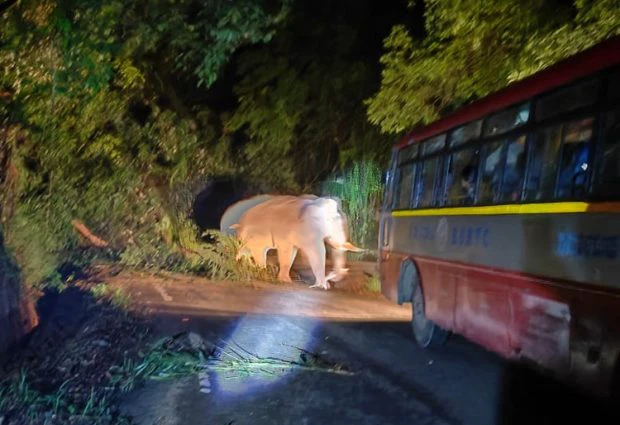 Elephant: ಚಾರ್ಮಾಡಿಯಲ್ಲಿ ಸರ್ಕಾರಿ ಬಸ್ಸಿಗೆ ಅಡ್ಡ ಬಂದ ಕಾಡಾನೆ. ಕಂಗಾಲಾದ ಪ್ರಯಾಣಿಕರು