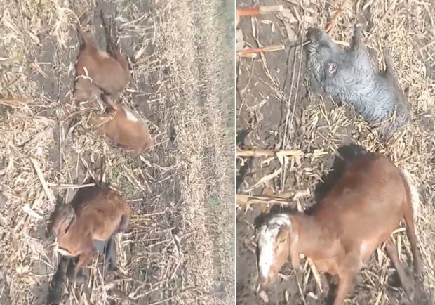 ಹೆಸ್ಕಾಂ ನಿರ್ಲಕ್ಷ್ಯ: ವಿದ್ಯುತ್ ಪ್ರವಹಿಸಿ 11 ಕುರಿ, 1 ನಾಯಿ ಸಾವು. ತಪ್ಪಿದ ಅನಾಹುತ