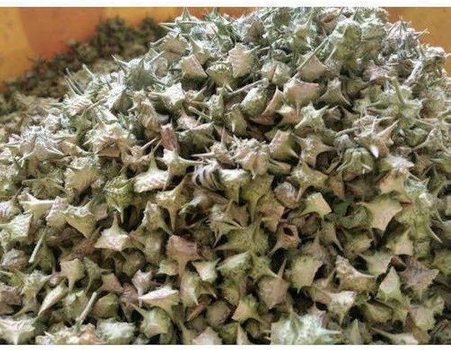 यौन संबंधों में आड़े नहीं आएगा बुढ़ापा, खाएं 4 चीजें