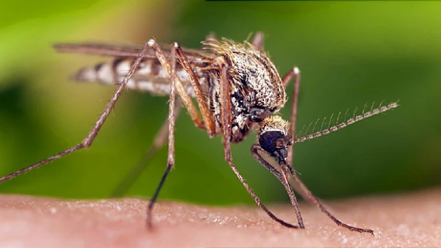 Guwahati Residents Complain of Rising Mosquito Menace