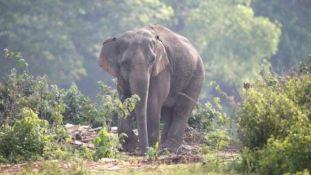 Wild elephant tramples woman to death in Tamil Nadu, second such incident in two days