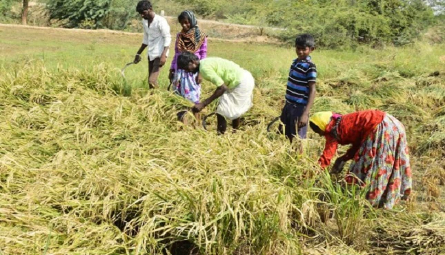 ರೈತ ಸಮುದಾಯಕ್ಕೆ ಮತ್ತೊಂದು ಸಿಹಿಸುದ್ದಿ : ರಾಜ್ಯ ಸರ್ಕಾರದಿಂದ ಭತ್ತ ಖರೀದಿಗೆ ಬೆಂಬಲ ಬೆಲೆ ನಿಗದಿ