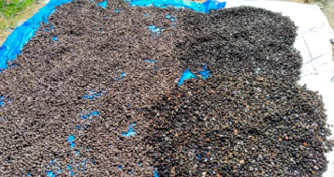 പ​നം​കു​രു ഇ​നി പൊ​ന്‍​കു​രു ; കി​ലോ​യ്ക്ക് വി​ല 40 രൂ​പ