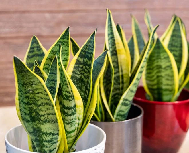 Snake plant benefits