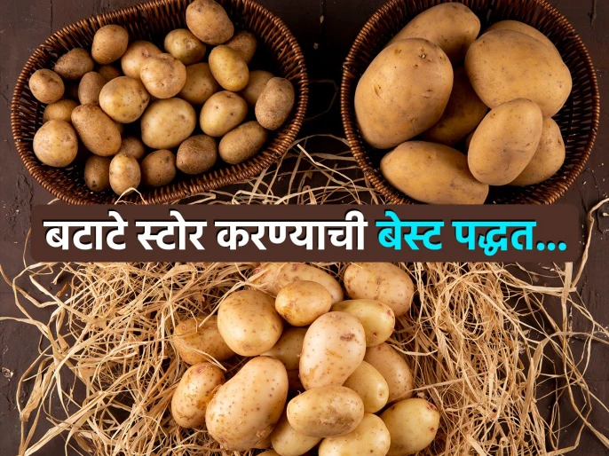 अनेक महिने खराब होणार नाही बटाटे, डॉक्टरांनी सांगितलं स्टोर करण्याची खास पद्धत