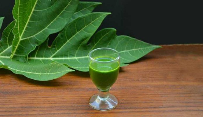 ये पत्ता आपकी लीवर, किडनी और हार्ट को 70 साल तक बीमार नहीं होने देगा? ) “ ˌ ये पत्ता आपकी लीवर, किडनी और हार्ट को 70 साल तक बीमार नहीं होने देगा? ) “ ˌ