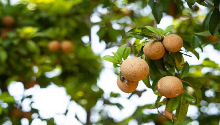 ಒಂದಲ್ಲ ಎರಡಲ್ಲ, 14 ಗುಣಗಳಿಂದ ಕೂಡಿದ ಈ ವಿಶೇಷ ಹಣ್ಣು ಕ್ಯಾನ್ಸರ್ ರೋಗವನ್ನು ಬುಡಸಮೇತ ಕಿತ್ತುಹಾಕುತ್ತದೆ