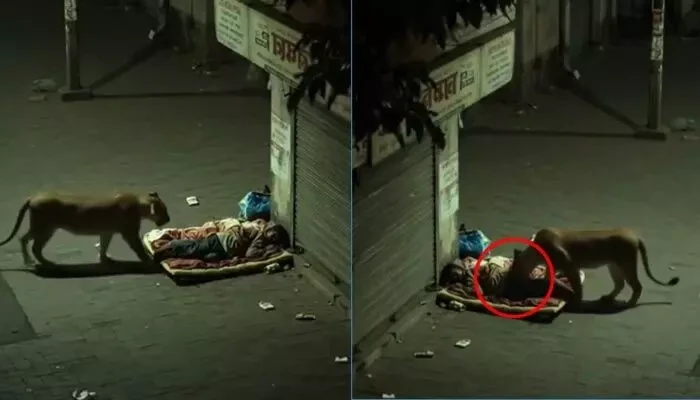 Viral Video:सड़क किनारे सो रहे शख्स के पास आया शेर, देखें फिर क्या हुआ? Viral Video:सड़क किनारे सो रहे शख्स के पास आया शेर, देखें फिर क्या हुआ?