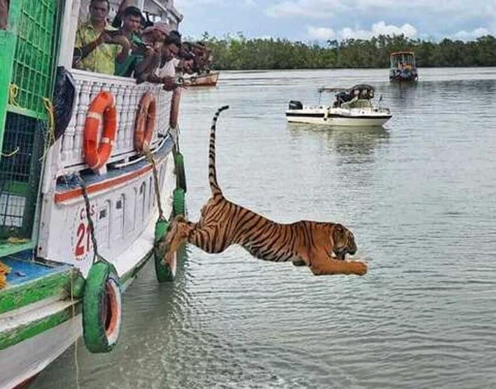 700c7cbc94014f364e2fc5ef6a8cf9a9e14791d76adb5e1d9284c9d381c5e89d How A Tiger Being Released