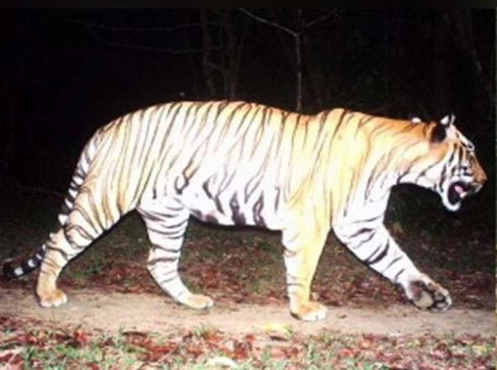 osasuna tiger