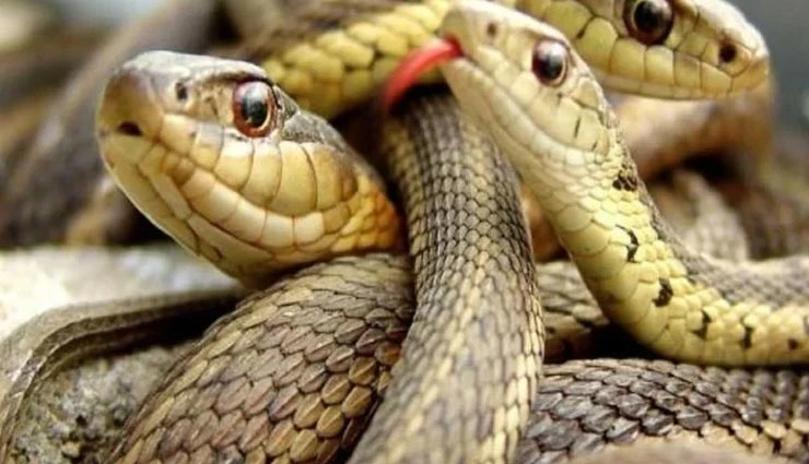 In this Chinese village, not grain, but poisonous snakes are cultivated and supplied worldwide