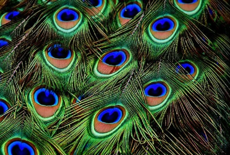 Peacock feathers use in astrology