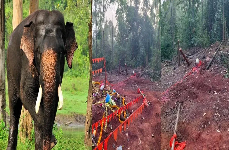 'ದಸರಾ ಆನೆ ಅರ್ಜುನ'ನ ಸಮಾಧಿ ವಿರೂಪಗೊಳಿಸಿದವರ ವಿರುದ್ಧ 'FIR ದಾಖಲು'