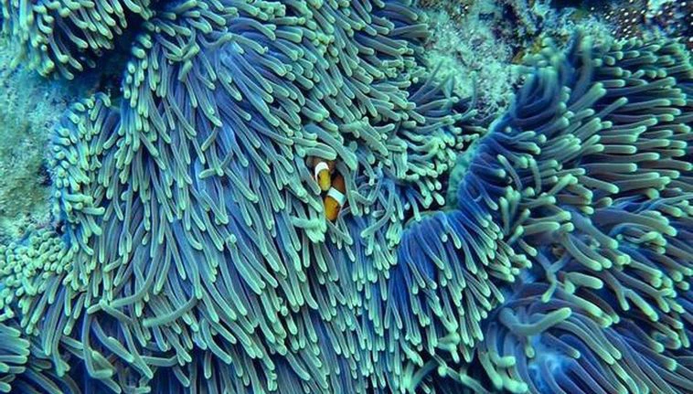Clownfish Larvae Disposal Can Be Crucial Step In Protecting Coral Reefs, Finds Study