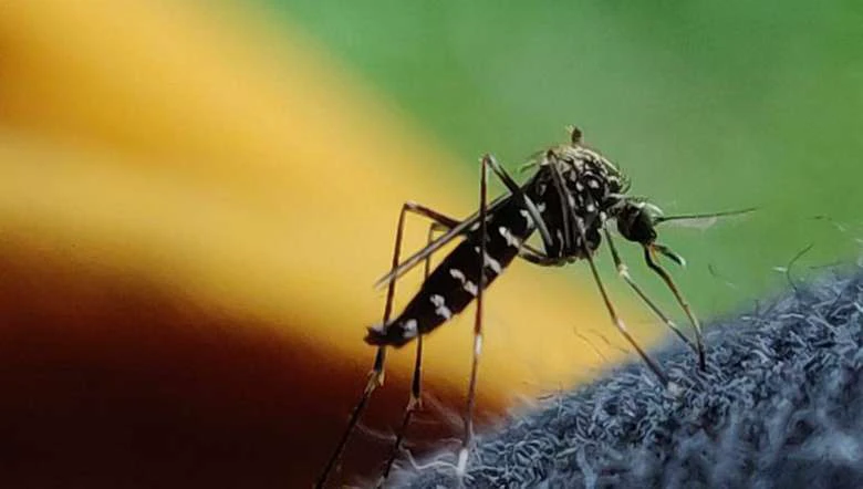 35 dengue cases reported in seven districts of Manipur