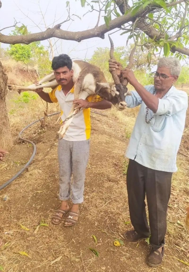 ನಾಯಿ ದಾಳಿಯಿಂದ ಕೃಷ್ಣಮೃಗ ರಕ್ಷಿಸಿದ ರೈತ