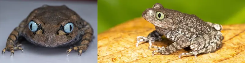 Two frog species discovered in Arunachal, study highlights Brahmaputra's role
