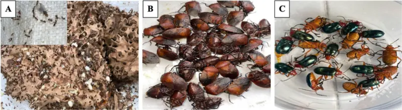 Arunachal's edible insects emerge as rich sources of healthy fats, B vitamins