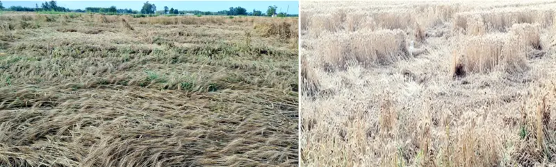 Rain Havoc: Farmers in Doaba brace for higher harvesting costs