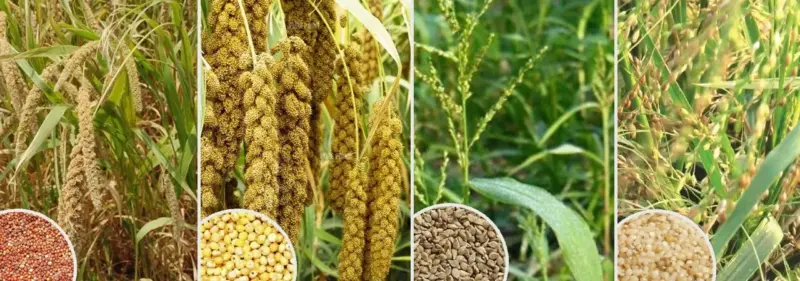 సమన్వయంతో విత్తనాభివృద్ధి సంస్థ విభజన