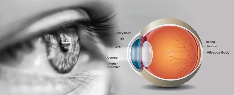 Eye Care Tips- क्या आंखों को रखना स्वस्थ, तो इन चीजों का करें सेवन