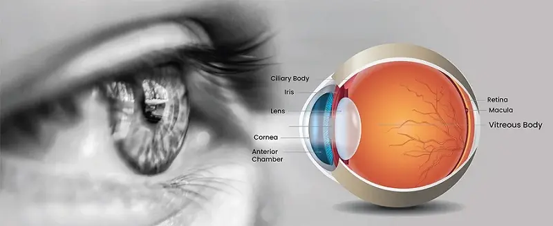 Eye Care Tips: Want to Keep Your Eyes Healthy? Consume These Foods