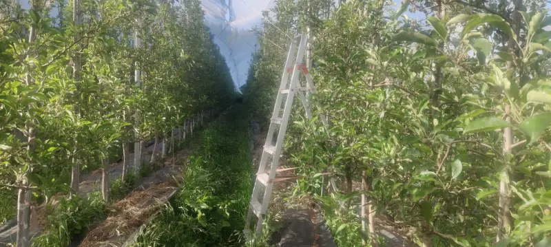 Withering orchards: Apple farming faces climate reckoning in Himachal Pradesh