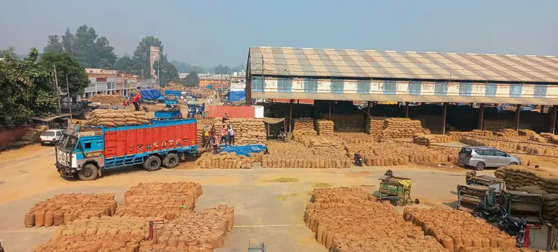 Vanishing paddy: Grain diversion raises serious concerns