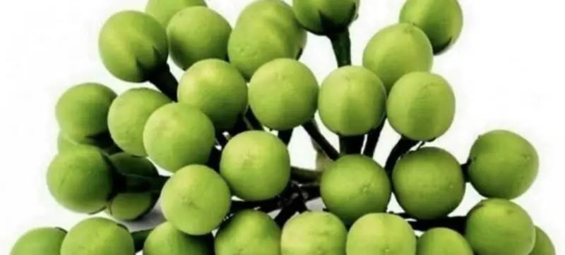 பலன்களை அளிக்கும் சுண்டைக்காய்..!!