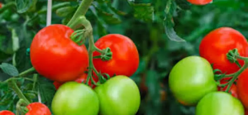 ಟೊಮಾಟೋದಲ್ಲಿನ ಸಮಗ್ರ ಪೀಡೆ ನಿರ್ವಹಣೆಗೆ ಮಾಹಿತಿ.!